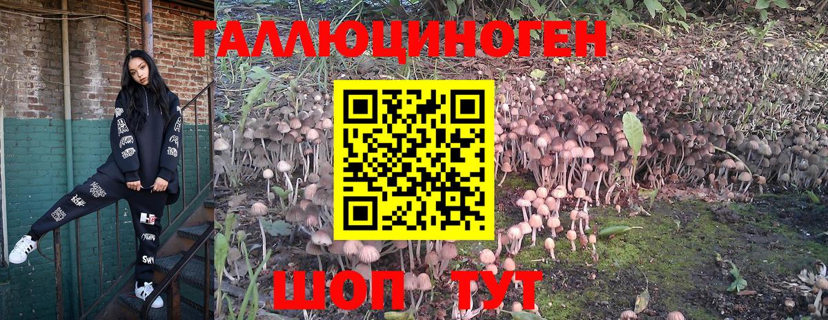 Алексин  Псилоцибиновые грибы Psilocybe  купить наркоту  Галлюциногенные грибы Psilocybe  Вход с VPN 